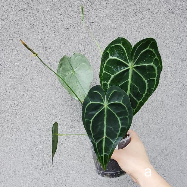Anthurium Clarinervium (Velvet Cardboard Anthurium) - Rooted Cutting